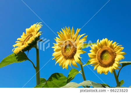 Sunflower flowers 66223820