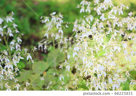 雪下花 雪下花 66223831