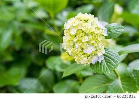 繡球 66223832