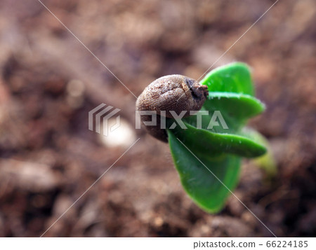 發芽的秋葵 發芽的秋葵 66224185