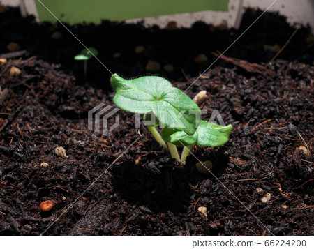 家庭菜園的秋葵 66224200