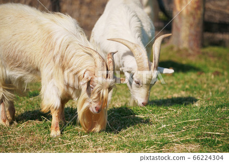 Side by side... two goats Side by side... two goats 66224304
