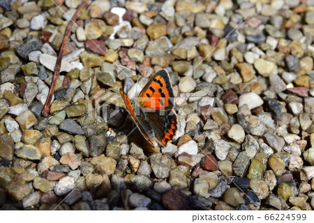 Red lycaenid butterfly Red lycaenid butterfly 66224599