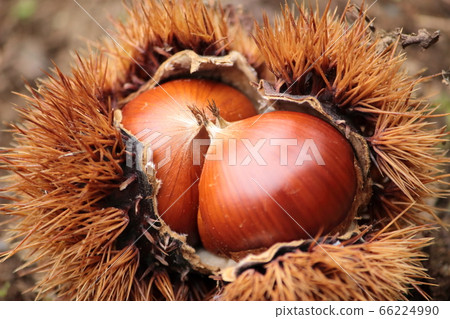 Chestnut  Chestnut  66224990