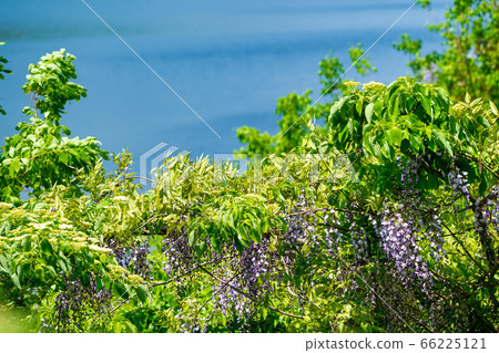 萬代Azuma Lakeline初夏的風景，紫藤花沿著福島縣豬苗代町秋元湖的岸邊盛開 66225121