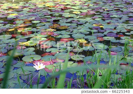 蓮花 蓮花 66225343