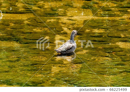 Migratory Birds: Common Duck: Milky Way Migratory Birds: Common Duck: Milky Way 66225499