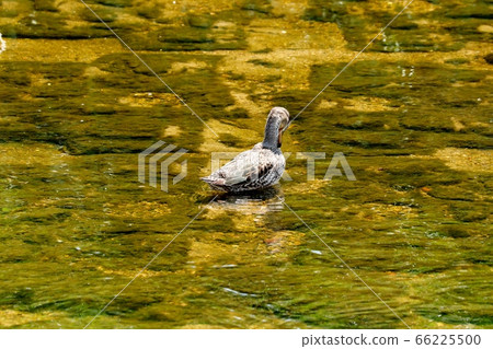 Migratory Birds: Common Duck: Milky Way Migratory Birds: Common Duck: Milky Way 66225500