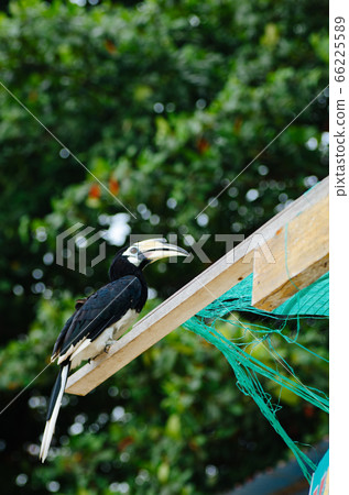 Oriental hornbill freely live in nature at Pangkor island, Malaysia 66225589