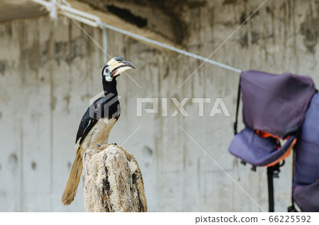 Oriental hornbill freely live in nature at Pangkor island, Malaysia 66225592