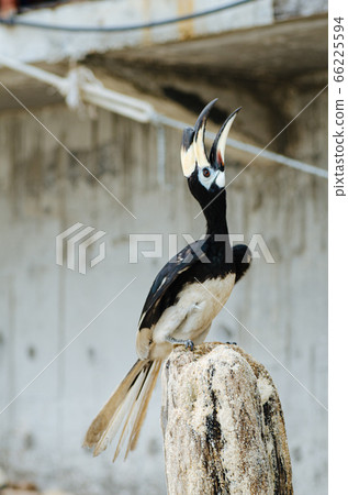 Oriental hornbill freely live in nature at Pangkor island, Malaysia 66225594