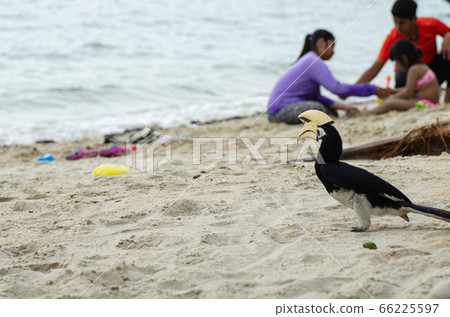Oriental hornbill freely live in nature at Pangkor island, Malaysia 66225597