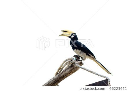 Oriental hornbill freely live in nature at Pangkor island, Malaysia 66225651