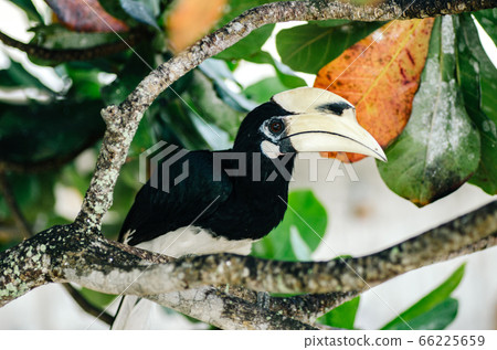 Oriental hornbill freely live in nature at Pangkor island, Malaysia Oriental hornbill freely live in nature at Pangkor island, Malaysia 66225659