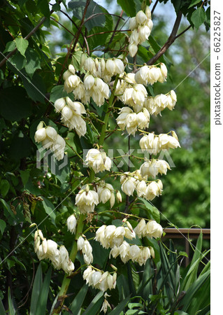 Atsuba Kimigayoran (Akita Kimigayo Ran) 66225827