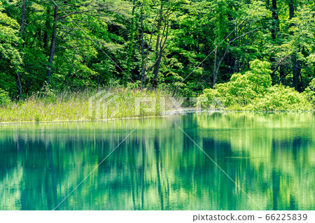 福島縣北尾原村留留沼水旁的小沼沼自然探索路的綠色美景 66225839