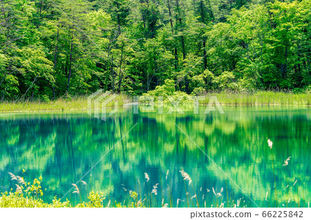 Fresh green scenery of Goshikinuma Nature Exploration Road, waterside of Rurinuma, Kitashiobara Village, Fukushima Prefecture Fresh green scenery of Goshikinuma Nature Exploration Road, waterside of Rurinuma, Kitashiobara Village, Fukushima Prefecture 66225842
