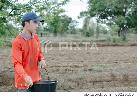 closeup farmer hand holding rice seeds for sowing 66226199