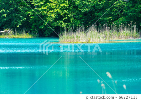 福島縣北沼沼初夏的五沼沼自然探路風景和湖邊樹木北鹽原村 福島縣北沼沼初夏的五沼沼自然探路風景和湖邊樹木北鹽原村 66227113