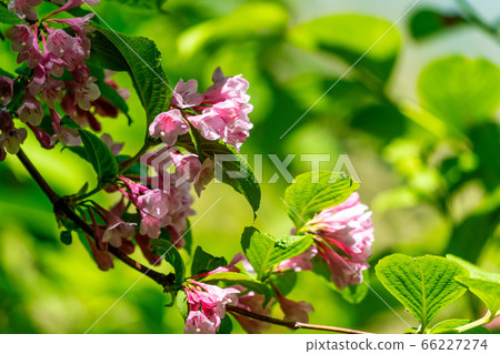 Scenery of Goshikinuma Nature Exploration Road in early summer: Welshwood that blooms along the lake Kita-Shiobara Village, Fukushima Prefecture 66227274