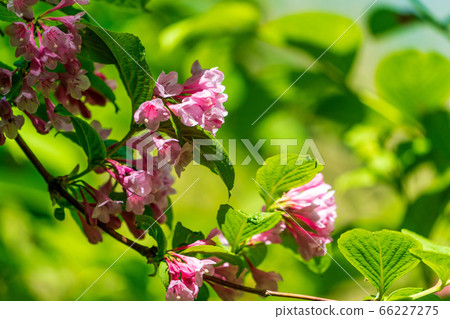 Scenery of Goshikinuma Nature Exploration Road in early summer: Welshwood that blooms along the lake Kita-Shiobara Village, Fukushima Prefecture 66227275