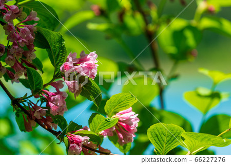 Scenery of Goshikinuma Nature Exploration Road in early summer: Welshwood that blooms along the lake Kita-Shiobara Village, Fukushima Prefecture 66227276