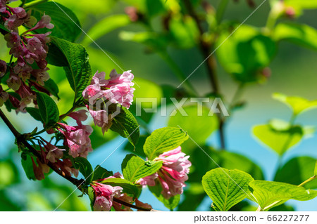 Scenery of Goshikinuma Nature Exploration Road in early summer: Welshwood that blooms along the lake Kita-Shiobara Village, Fukushima Prefecture 66227277