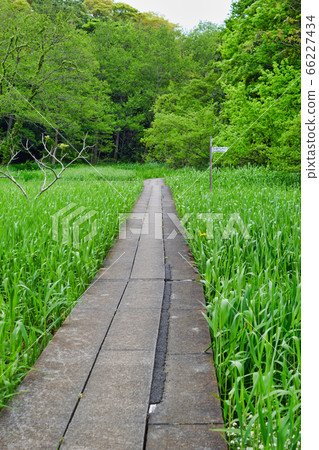 大町公園（千葉縣市川市大町自然觀察公園） 66227434