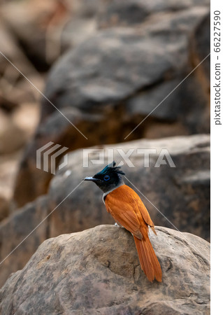 Indian paradise flycatcher or Terpsiphone paradisi or asian paradise flycatcher perched on the rocks in natural cool place at ranthambore National Park rajasthan India 66227590