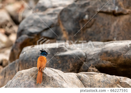 Indian paradise flycatcher or Terpsiphone paradisi or asian paradise flycatcher perched on the rocks in natural cool place at ranthambore National Park rajasthan India Indian paradise flycatcher or Terpsiphone paradisi or asian paradise flycatcher perched on the rocks in natural cool place at ranthambore National Park rajasthan India 66227591