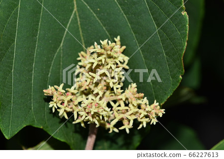 Female flower of red-faced red fish Female flower of red-faced red fish 66227613