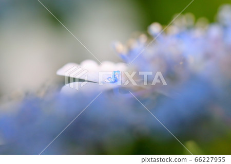 Hydrangea 66227955