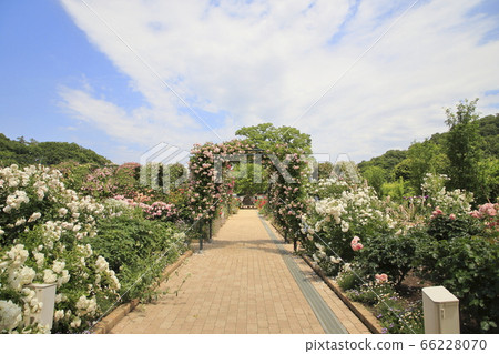 玫瑰玫瑰園足利花卉公園 66228070