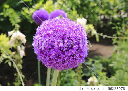 玫瑰玫瑰園足利花卉公園 66228078