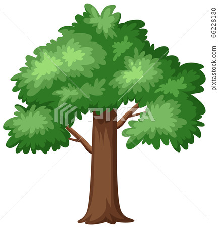 One big tree on white background One big tree on white background 66228180
