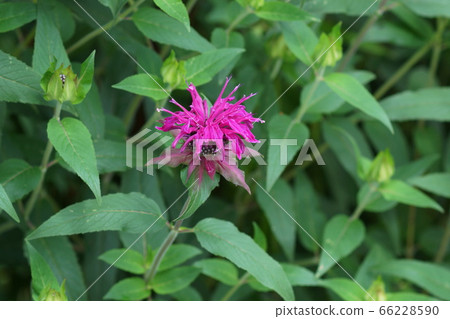 June Inagi 286 Bergamotte (Monarder), Labiatae harb 66228590