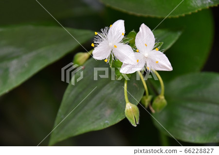 No-hakata Calarusa（Naka Hakata） 66228827