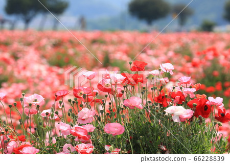 Poppy 2345 Poppy 2345 66228839