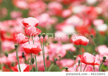 Poppy 2349 Poppy 2349 66228841