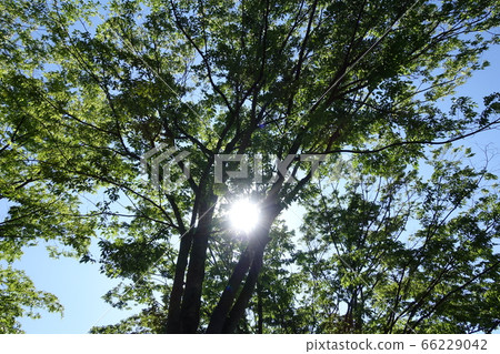 新鮮的綠色和陽光 66229042