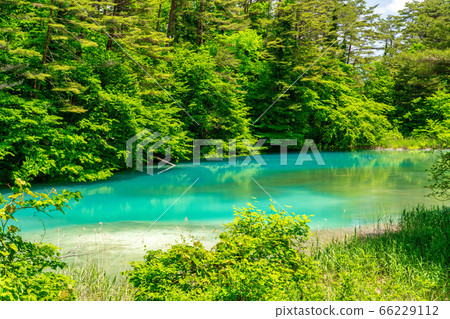 福島縣北鹽原原湖畔初夏的青沼沼沼自然探險路和樹木風景 66229112