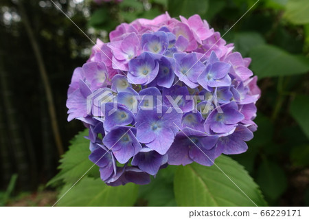 繡球繡球 繡球繡球 66229171