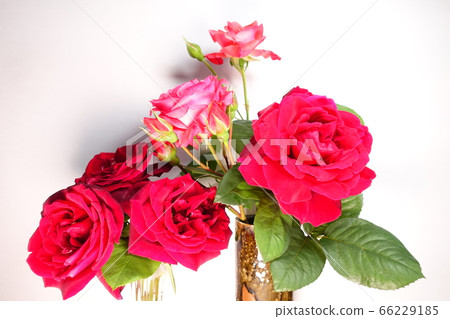 Roses Roses roses Roses Roses roses 66229185