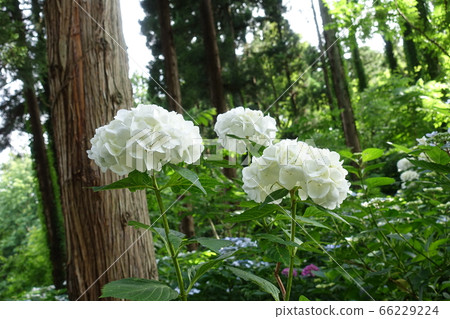 繡球繡球 繡球繡球 66229224