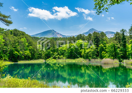 Fresh green scenery of Goshikinuma Nature Exploration Road, Rurinuma and Bandaisan, Kitashiobara Village, Fukushima Prefecture 66229333