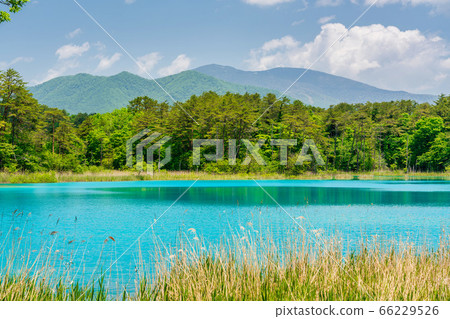 Scenery of Goshinuma natural scenic trail in early summer, Bentenuma and Nishi-Azumayama, Kitashiobara Village, Fukushima Prefecture 66229526