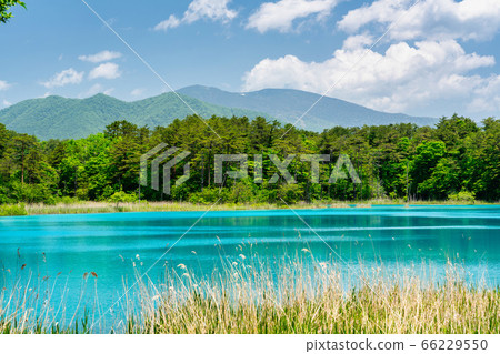 Scenery of Goshinuma natural scenic trail in early summer, Bentenuma and Nishi-Azumayama, Kitashiobara Village, Fukushima Prefecture 66229550