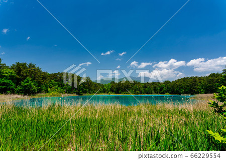 Scenery of Goshinuma natural scenic trail in early summer, Bentenuma and Nishi-Azumayama, Kitashiobara Village, Fukushima Prefecture 66229554