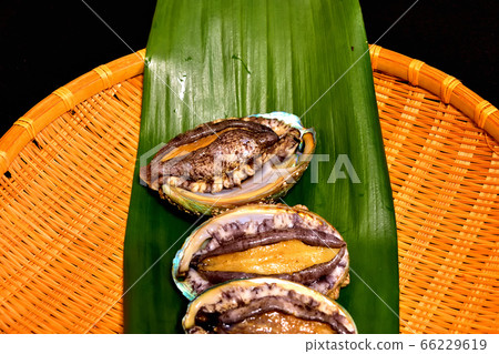 Live abalone for fresh sashimi Live abalone for fresh sashimi 66229619