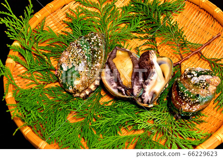 Live abalone for fresh sashimi Live abalone for fresh sashimi 66229623